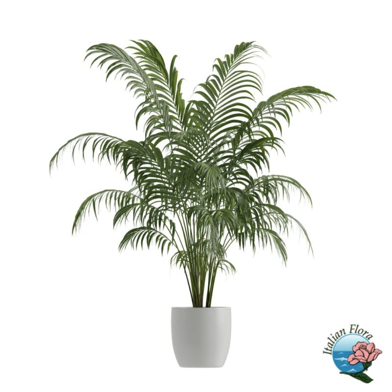 Cây Trồng Ban Công Hướng Đông Vừa Đẹp Vừa Dễ Trồng Cho Mọi Nhà