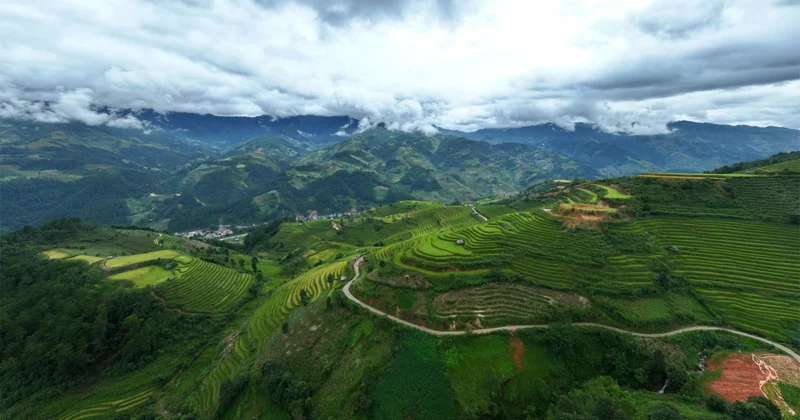 Hướng Dẫn Chi Tiết Quy Trình Trồng Rừng Bằng Cây Con Có Bầu