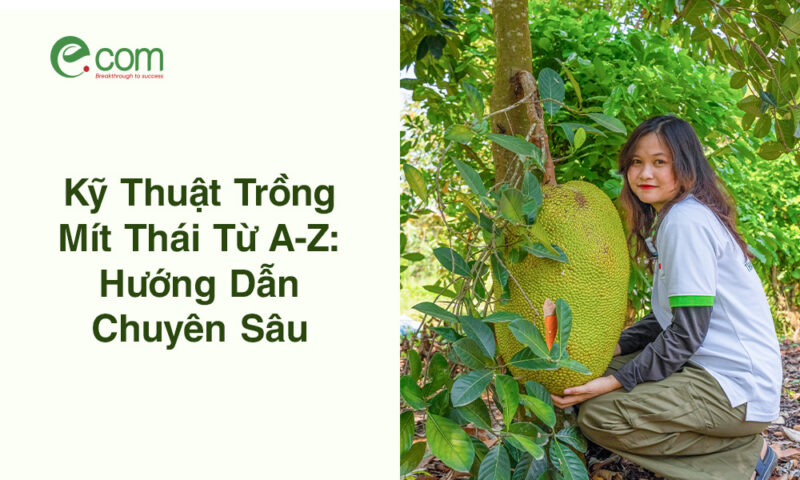 Kỹ Thuật Trồng Cây Cỏ Ngọt: Hướng Dẫn Chi Tiết Từ A-Z