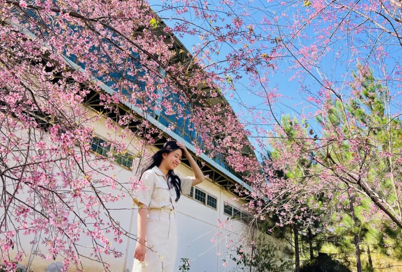 Báo Giá Cây Mai Anh Đào: Chi Phí Sở Hữu Vẻ Đẹp Mùa Xuân Của Bạn