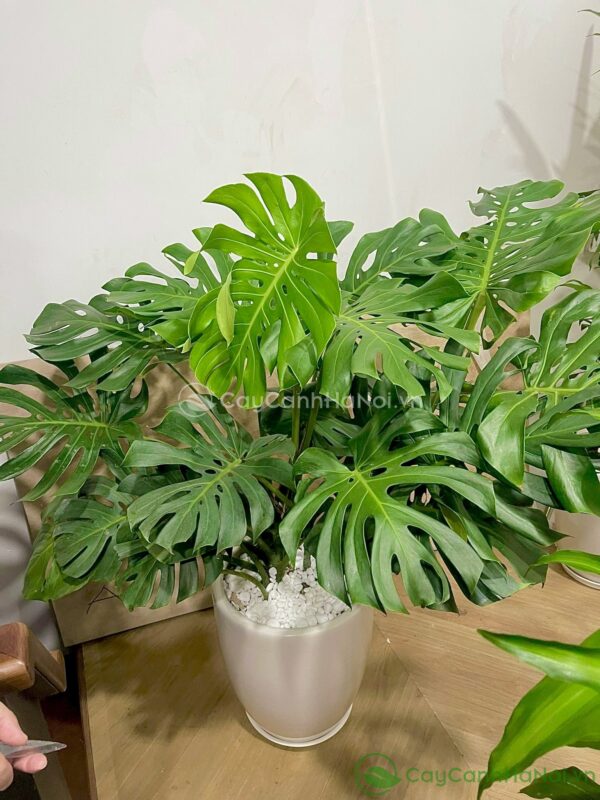 Cây Hoa Leo Tường Đẹp Giúp Nâng Tầm Không Gian Sống