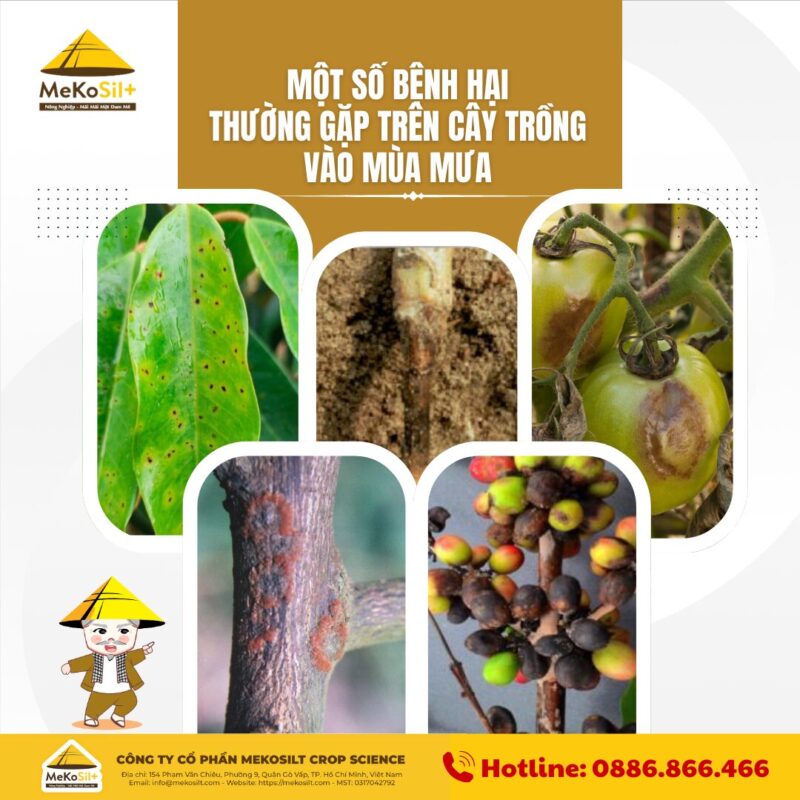 5 Loại Bệnh Hại Cây Trồng Thường Gặp Vào Mùa Mưa