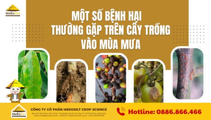5 Loại Bệnh Hại Cây Trồng Thường Gặp Vào Mùa Mưa