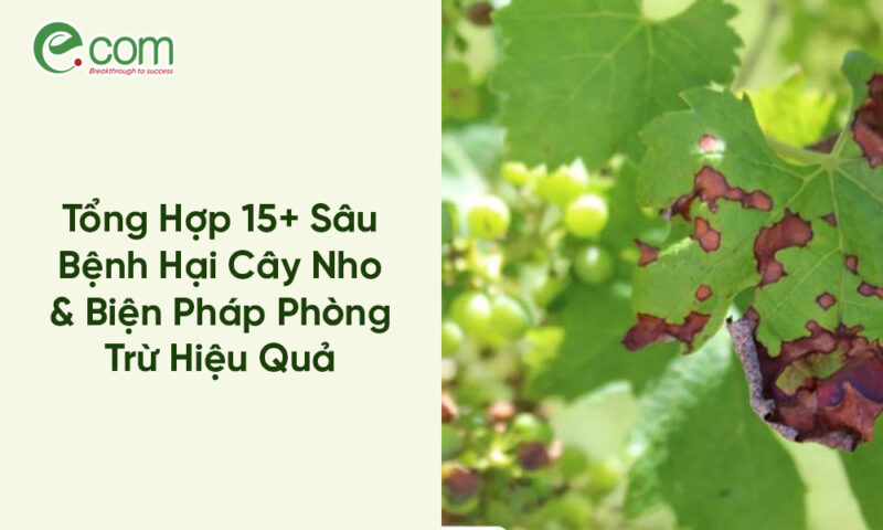 Tổng Hợp Các Loại Sâu Hại Cây Trồng Phổ Biến và Biện Pháp Phòng Chống Hiệu Quả