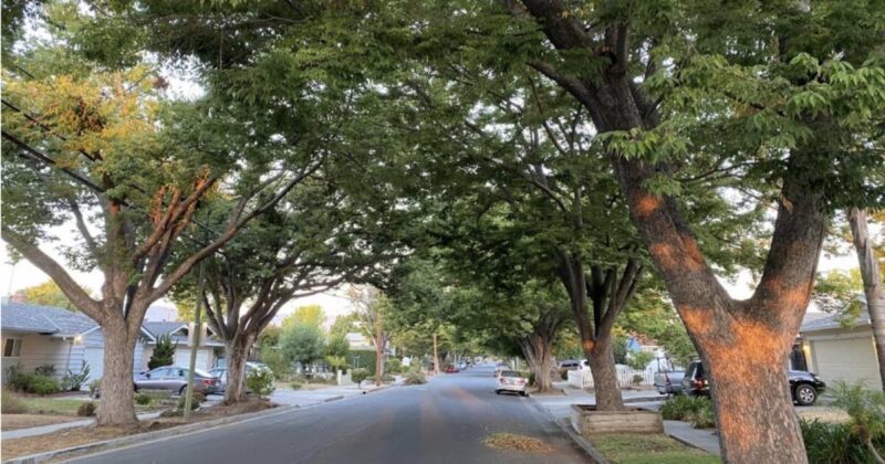 Cây Trồng Vỉa Hè Đô Thị: Lựa Chọn Thông Minh Cho Thành Phố Xanh Sạch