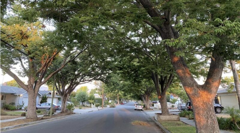 Cây Trồng Vỉa Hè Đô Thị: Lựa Chọn Thông Minh Cho Thành Phố Xanh Sạch