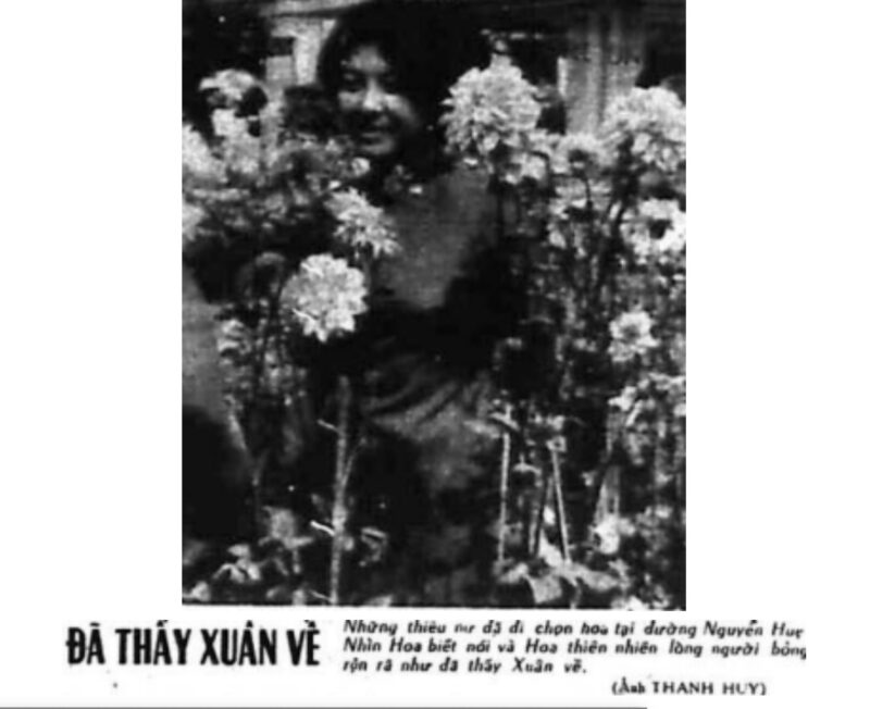 Báo Giá Cây Mai Anh Đào: Chi Phí Sở Hữu Vẻ Đẹp Mùa Xuân Của Bạn