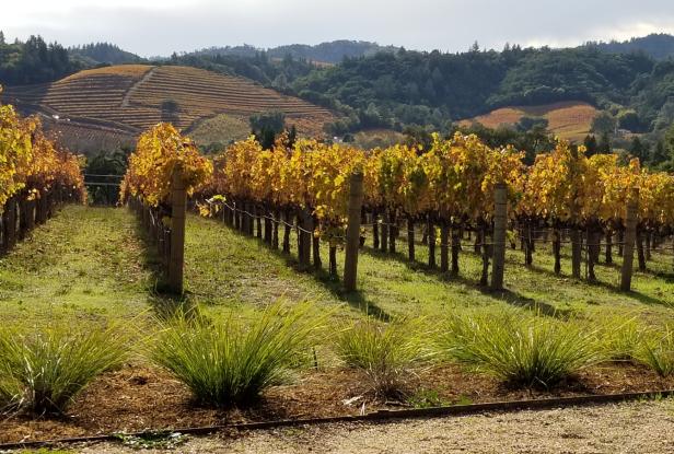 Những Cây Trồng Chính Của Nhật Bản: Nền Tảng Nông Nghiệp Hiện Đại