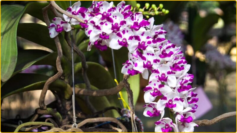 Cách Xử Lý Giá Thể Vỏ Thông Trồng Lan Chuẩn Kỹ Thuật Và Hiệu Quả