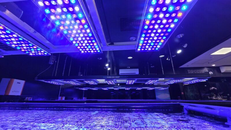 Đèn Trồng Cây Để Bàn: Giải Pháp Ánh Sáng Tối Ưu Cho Cây Cảnh Trong Nhà