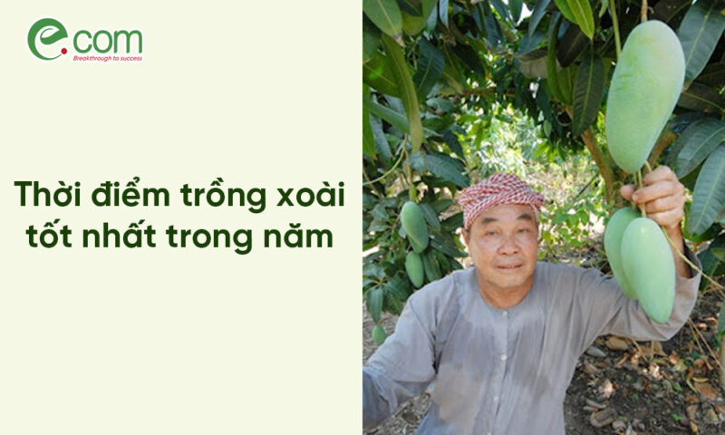Kỹ Thuật Trồng Và Chăm Sóc Cây Xoài: Biến Chai Nhựa Thành Vườn Xanh Tiện Lợi