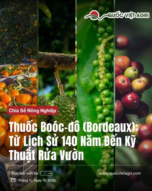 Hướng Dẫn Chi Tiết Cách Trồng Cây Ớt Bằng Chai Nhựa Tái Chế Tại Nhà