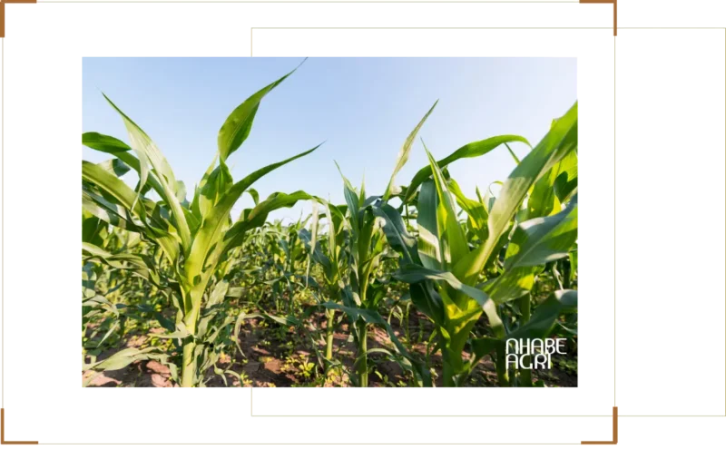 Cách Trồng Cây Đậu Đen Cho Năng Suất Vượt Trội Tại Nhà