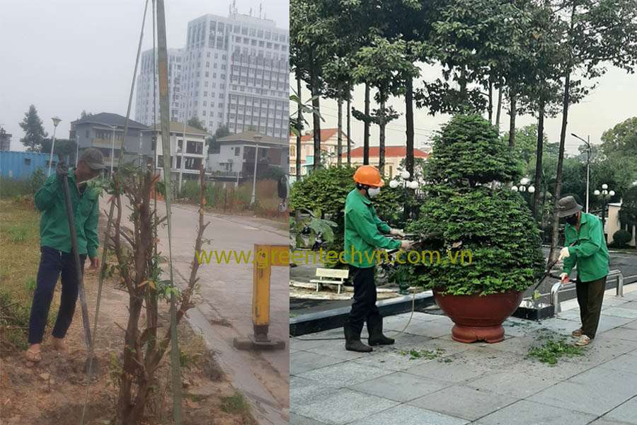 Cây Trồng Vỉa Hè Đô Thị: Lựa Chọn Thông Minh Cho Thành Phố Xanh Sạch