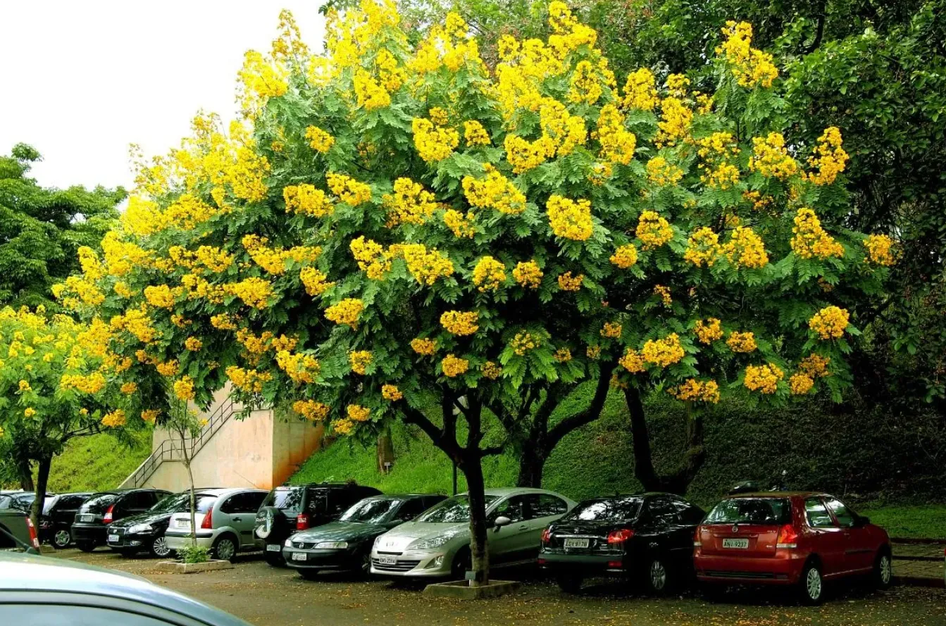 Cảnh hoa giáng hương vàng rực rỡ nở rộ vào mùa hè giúp làm đẹp không gian