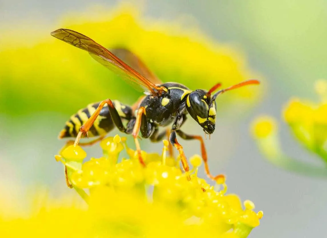 Côn trùng phân hủy chất hữu cơ, tái chế dinh dưỡng cho đất trồng