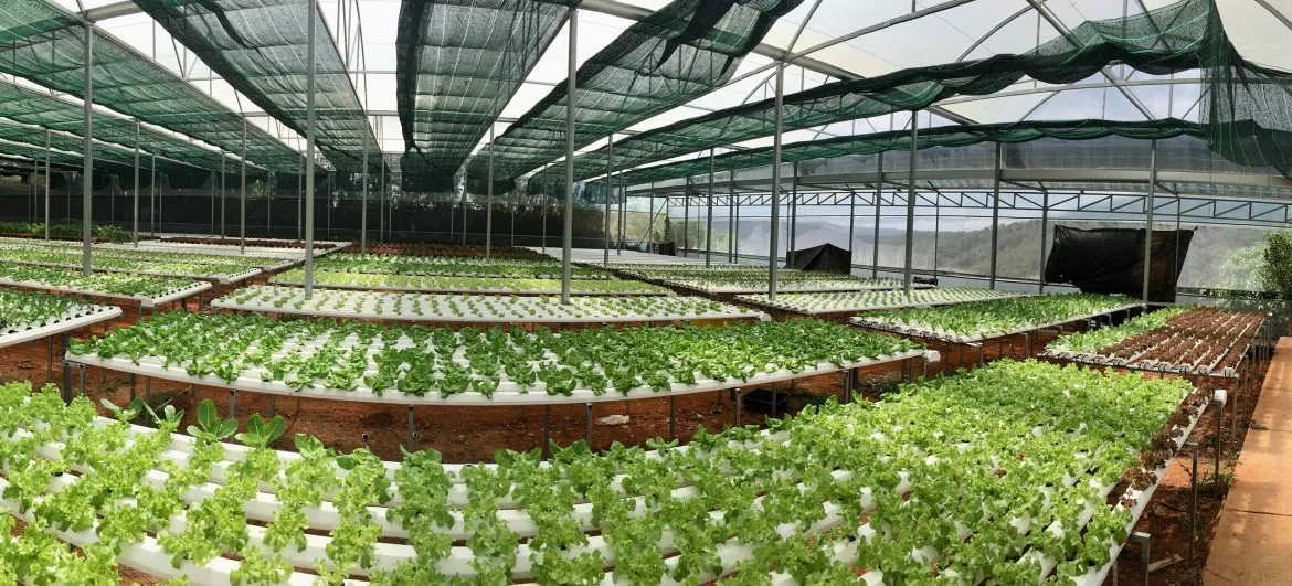 Mô hình trồng rau thủy canh công nghệ cao mang lại nguồn thực phẩm tươi sạch an toàn