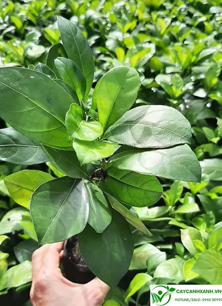 Ắc ó trồng bồn hoa trường học đẹp