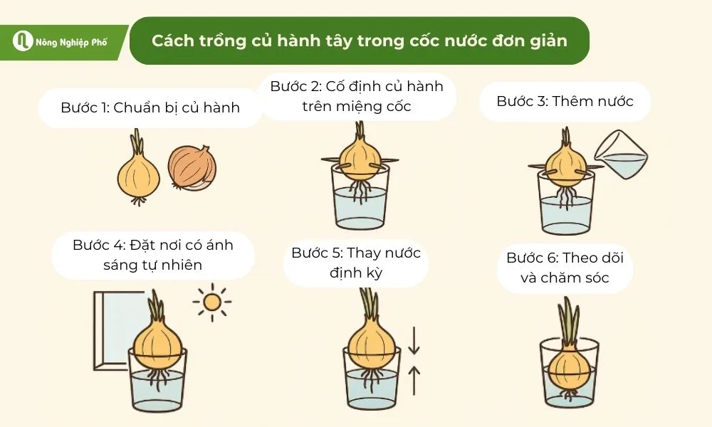 Quy trình trồng hành tây thủy canh đúng cách