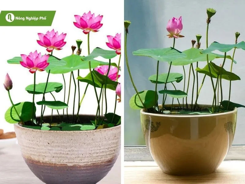 Hoa sen Nhật mini với nhiều tầng cánh đan xen vô cùng đẹp mắt