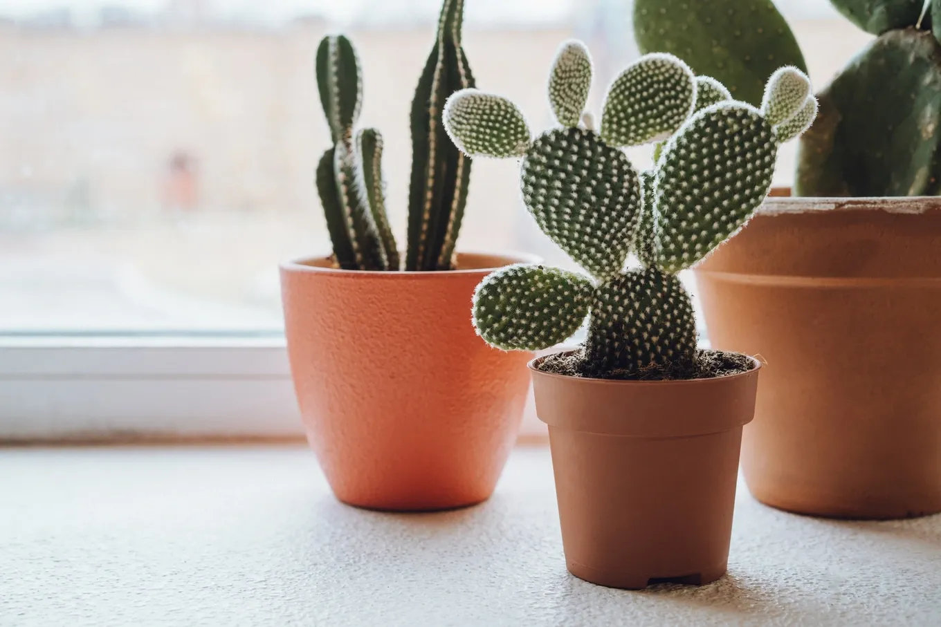 Chuyên gia phong thủy phân tích về việc bài trí cây xương rồng trong nhà 2026.