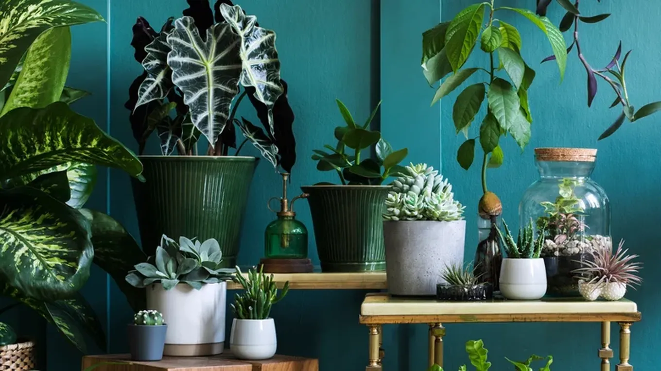 Cách bố trí xương rồng cạnh cây lá tròn để cân bằng yếu tố ngũ hành.