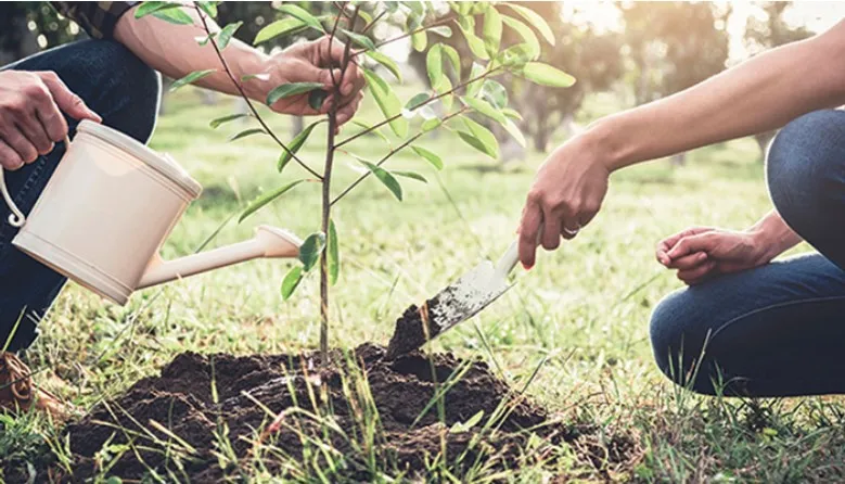 Xới đất định kỳ giúp rễ cây me bonsai luôn thoáng khí và hấp thụ dinh dưỡng tốt nhất