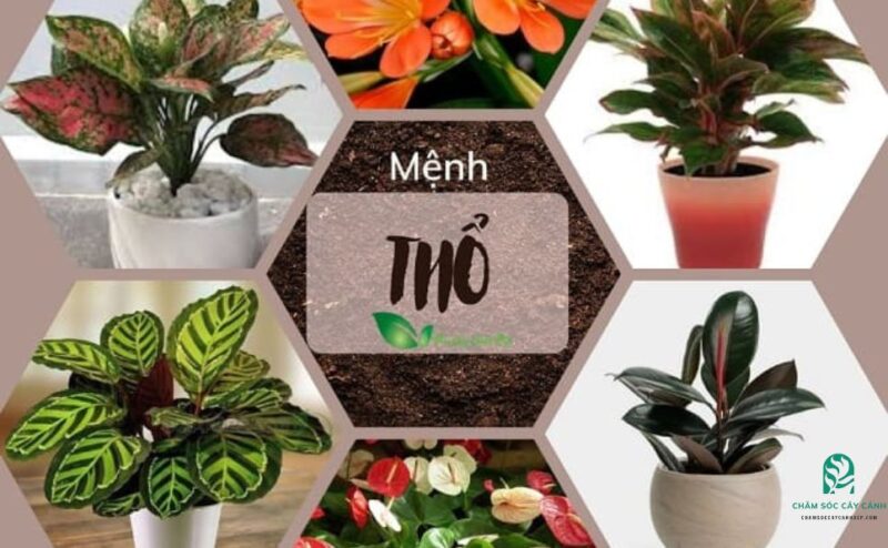 Cây Cảnh Trong Nhà Hợp Mệnh Thổ Giúp Thu Hút Tài Lộc Và May Mắn