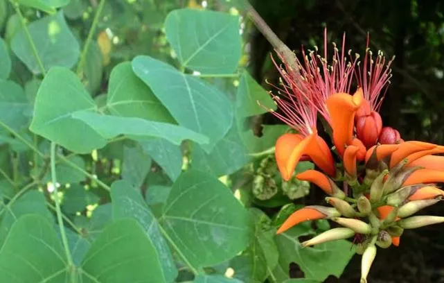 Hình ảnh lá và hoa cây vông nem giúp nhận biết dễ dàng