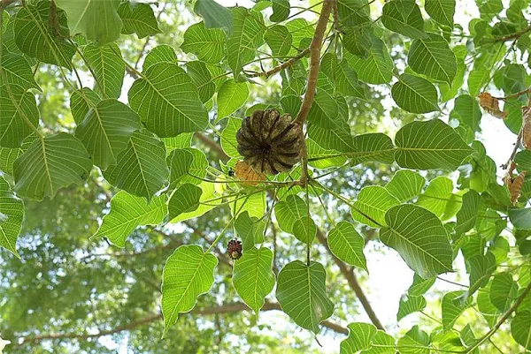 Cấu tạo cành và lá cây vông đồng mang nhiều thành phần gây độc