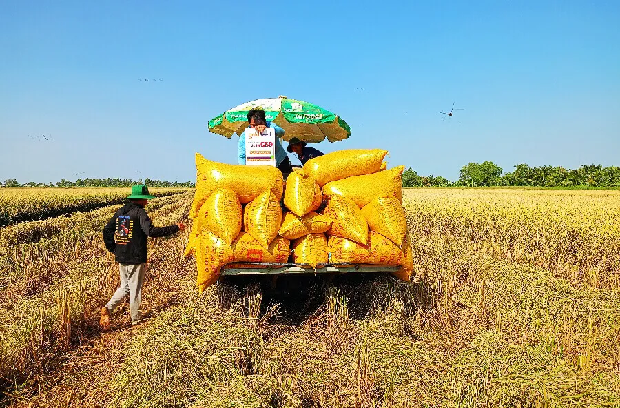 Năng suất cây trồng là mục tiêu hoạt động sản xuất nông nghiệp