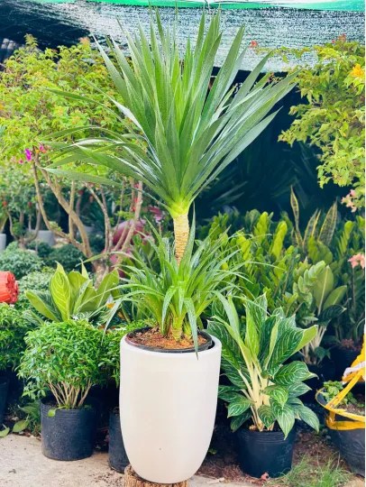 Bán Chậu Xi Măng Trồng Cây HCM: Lựa Chọn Sang Trọng Cho Không Gian Sống