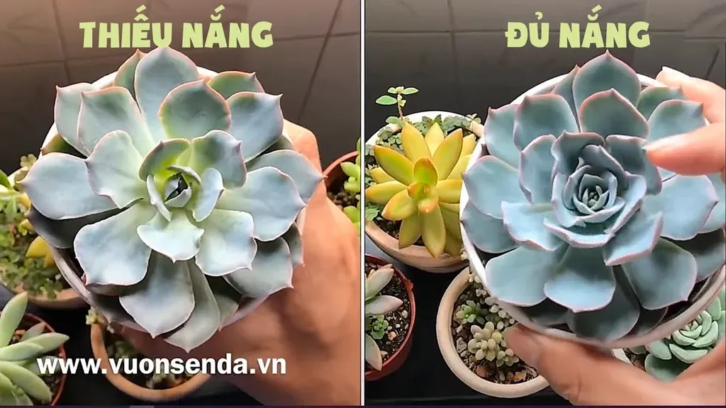 Ánh sáng ảnh hưởng đến màu sắc lá