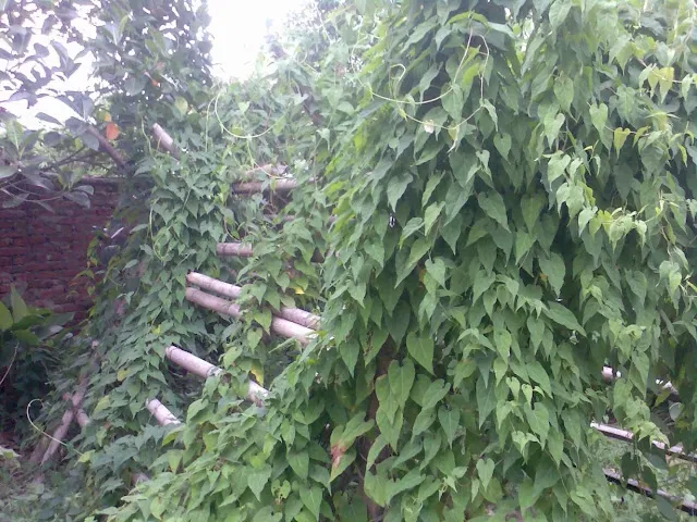 (Tổng hợp) Hướng dẫn kỹ thuật trồng cây hà thủ ô đỏ 3