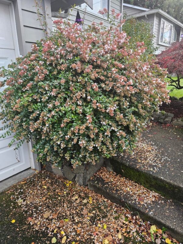 Cây Mía Có Hoa Không Và Các Loại Cây Có Hoa Khác