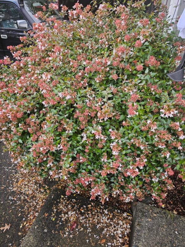 Cây Mía Có Hoa Không Và Các Loại Cây Có Hoa Khác