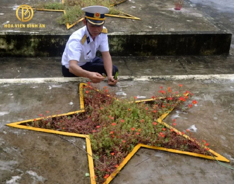 Cách trồng hoa mười giờ trên mộ chuẩn nhất