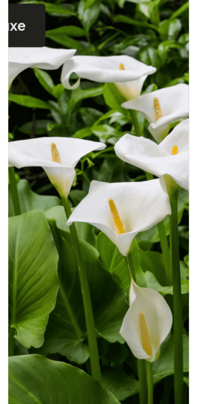 Đặc Điểm Của Cây Hoa Hồng Môn: Ý Nghĩa, Cách Chăm Sóc Và Mẹo Trồng Chuẩn