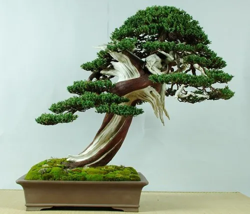 la-han-tung-bonsai-dep