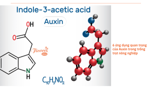 Auxin là gì và tính ứng dụng của auxin trong trồng trọt nông nghiệp