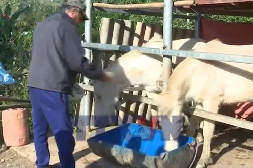 Chuyện nuôi ngựa thoát nghèo ở vùng biên Lạng Sơn