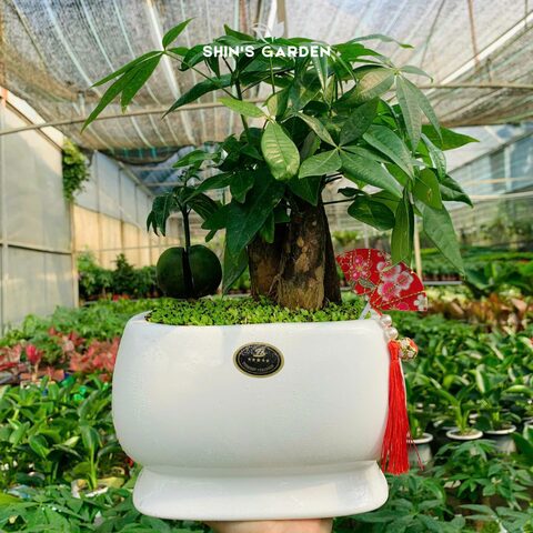 Cách Chăm Sóc Cây Xương Rồng Để Bàn Chuẩn Chuyên Gia: Từ A-Z