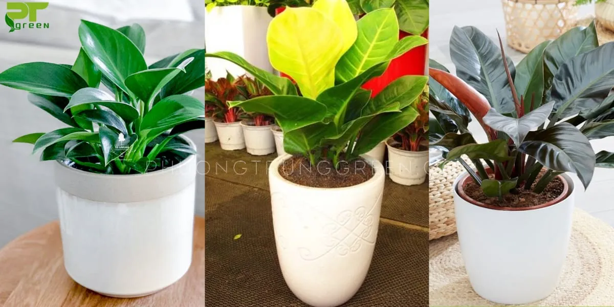 Ba loại trầu bà đế vương: xanh, đỏ, vàng