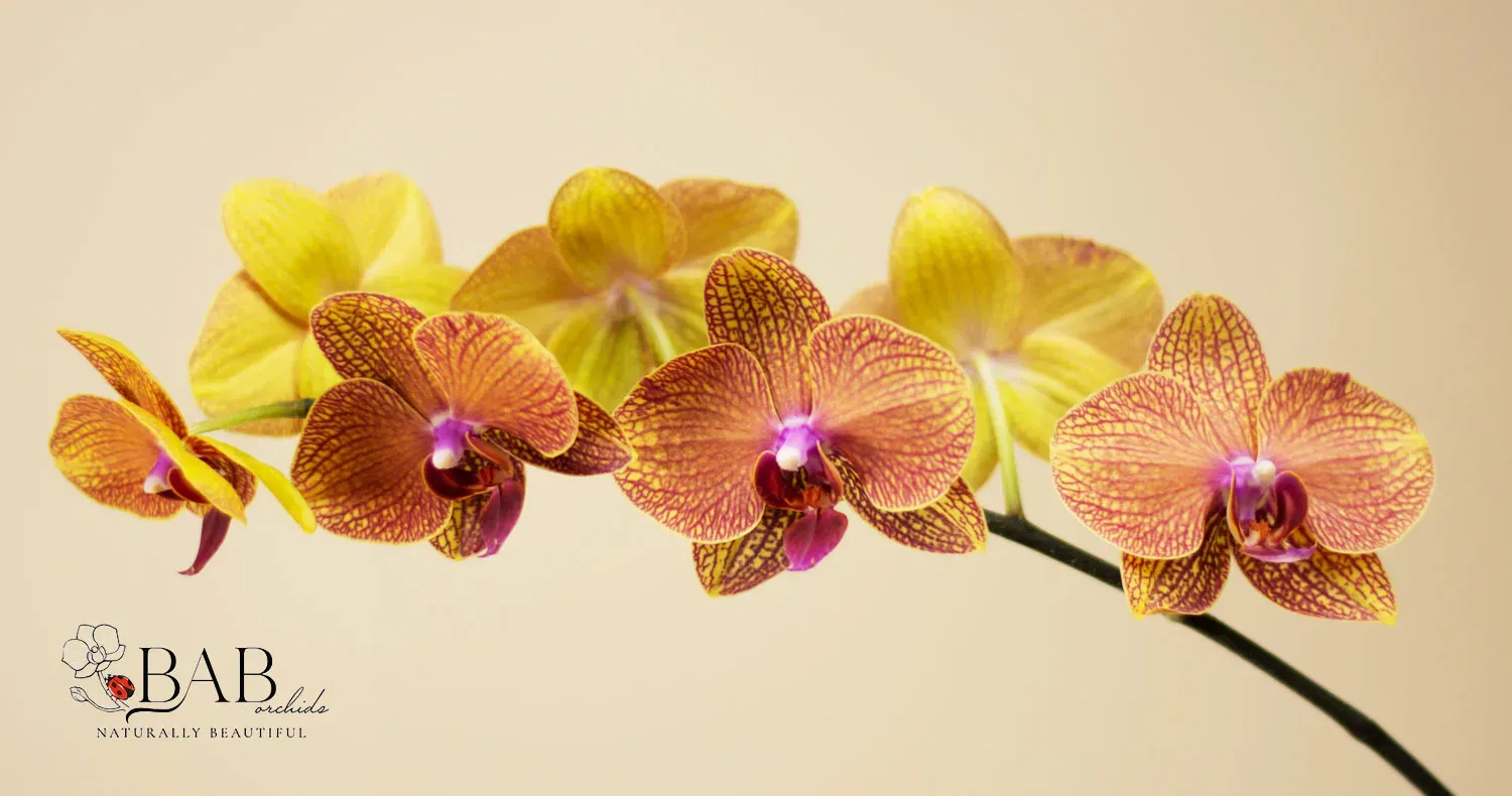 Lan hồ điệp cần nhiệt độ phòng từ 17 độ C đến 29 độ C