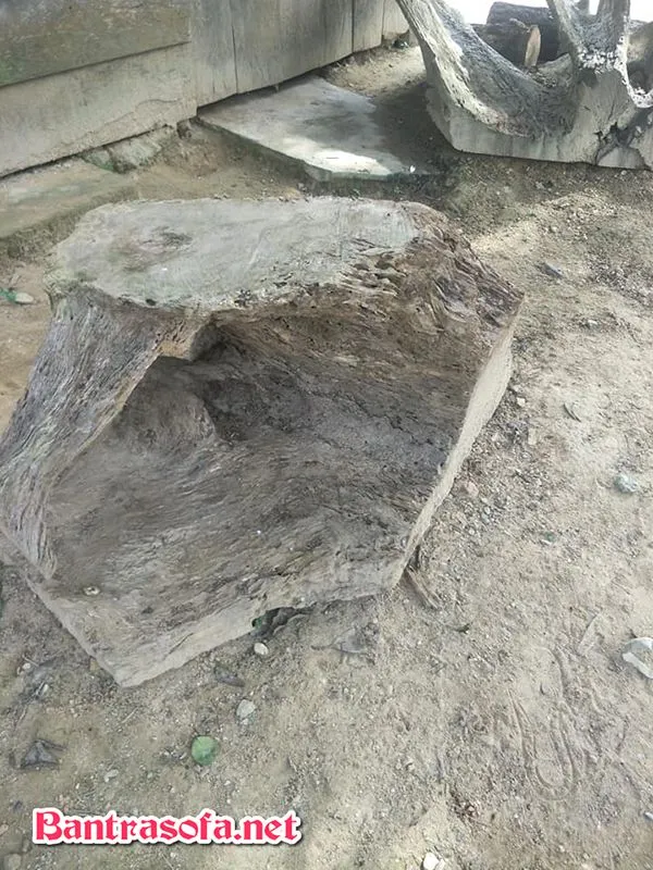 Ảnh minh họa việc lựa chọn một khúc gỗ có hình dáng phù hợp để làm bàn hoặc ghế