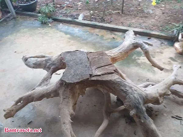 Gốc cây có hình dáng tuyệt vời có thể trở thành mặt bàn độc đáo
