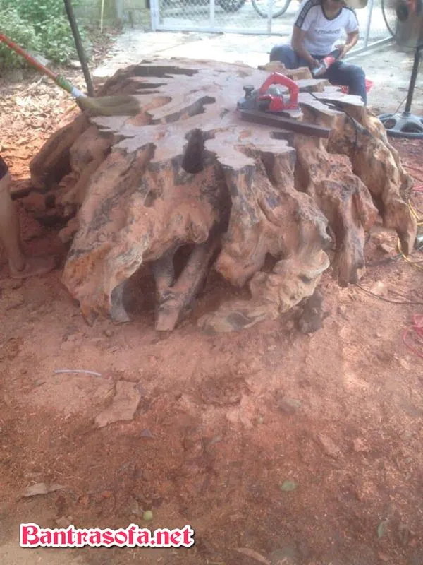 Đánh bóng bề mặt gỗ gốc cây bằng giấy nhám