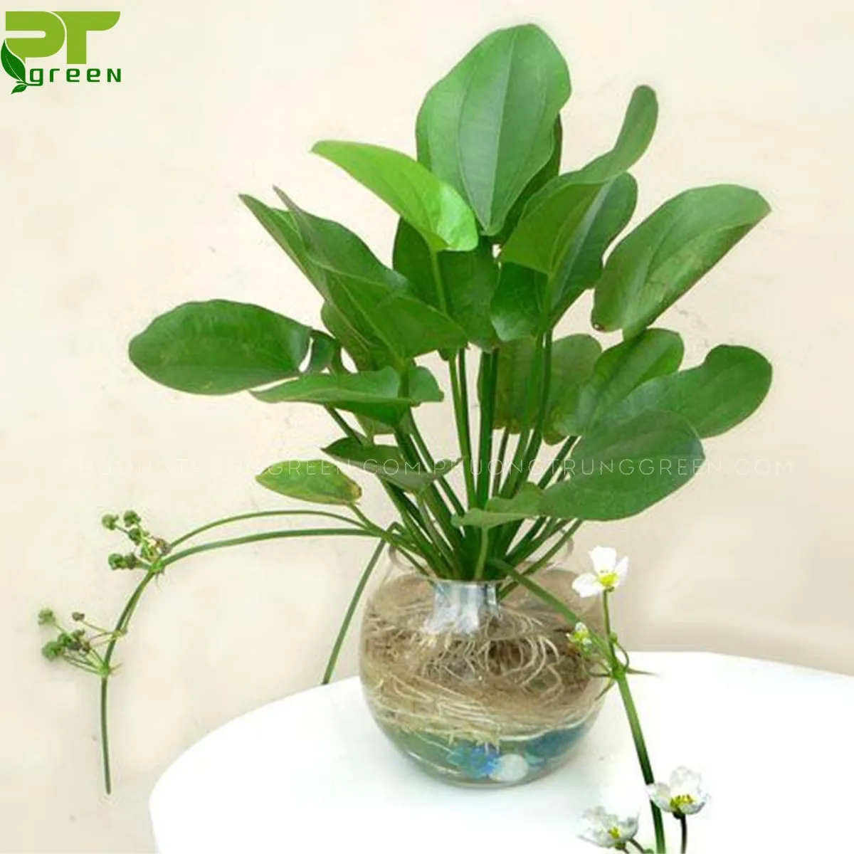 CÃ¢y BÃ¡ch thá»§y tiÃªn