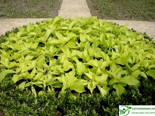 Cây bạch trạng trồng bồn hoa tạo cảnh quan xanh