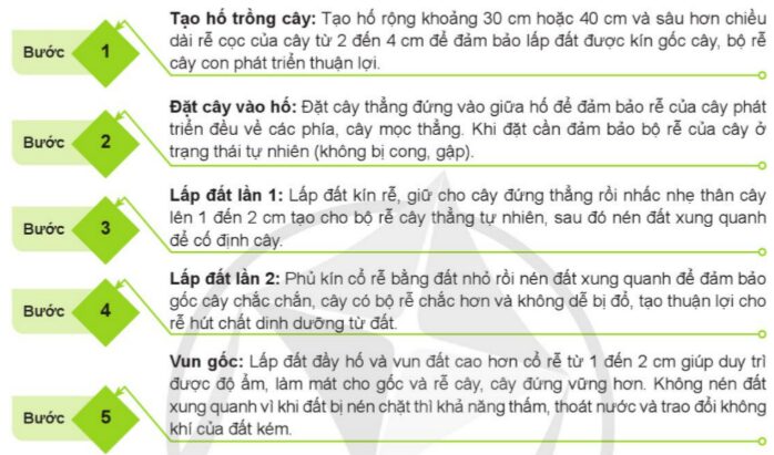 Quy Trình Trồng Cây Con Rễ Trần Đúng Kỹ Thuật Lâm Nghiệp